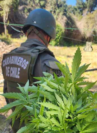 Carabineros intensifica erradicación de marihuana en la Región de O’Higgins