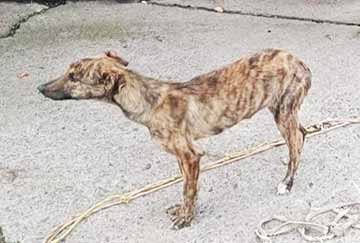 Maltrato animal en Mostazal termina con rescate de 16 perros en precarias condiciones