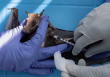 murcielago zoonosis