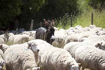 agricultura familiar