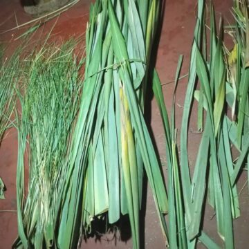 clarisa totora verde