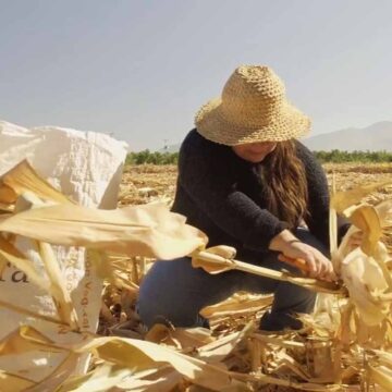 Sandra arriaza cosecha