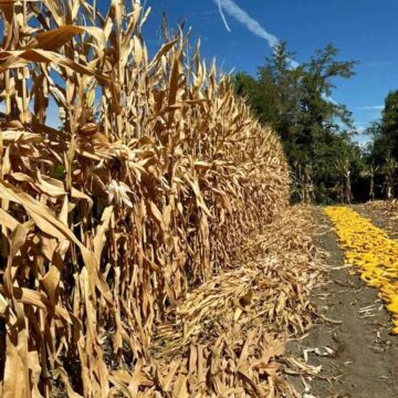 Sandra arriaza cosecha
