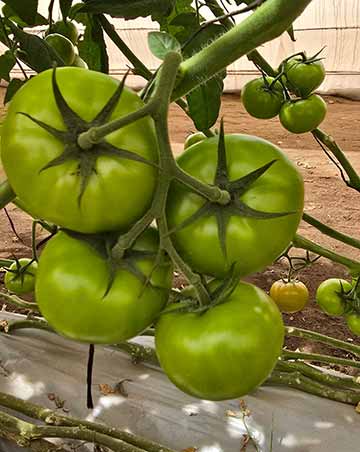 tomates