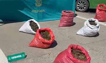 Histórico decomiso de marihuana en Rengo supera las 37 mil plantas