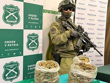 Decomiso histórico en O'Higgins: incautan más de 11 mil plantas y 309 kilos de marihuana