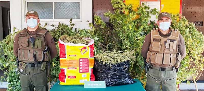 Detienen a hombre por cultivo y acopio de marihuana en Santa Cruz
